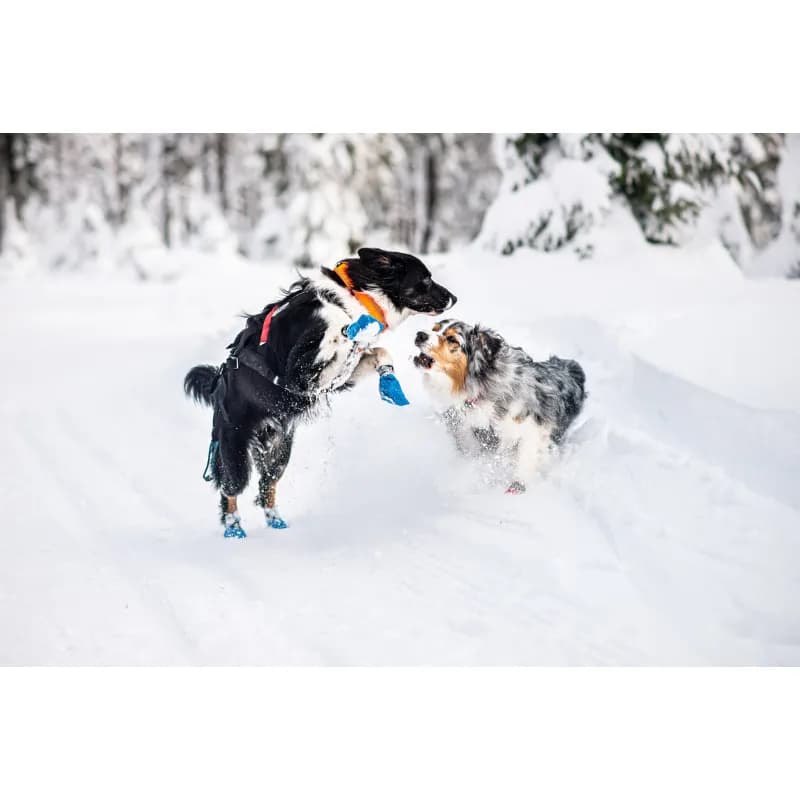 Safe Collar – Halsband von Non Stop – Höchste Sicherheit und Komfort für deinen Hund bei allen Aktivitäten!