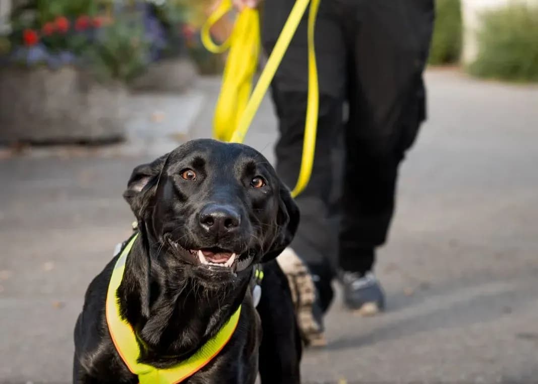 Das richtige Equipment fürs Mantrailing finden